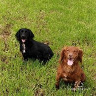 Cocker Spaniel (Working & Show) - Both