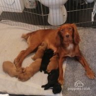 Cocker Spaniel (Working & Show) - Both