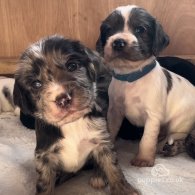 Cocker Spaniel (Working & Show) - Both