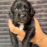 Cocker Spaniel (Working & Show) - Both