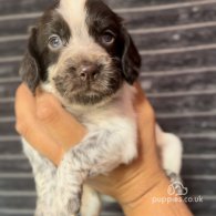 Cocker Spaniel (Working & Show) - Both