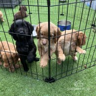 Cocker Spaniel (Working & Show) - Dogs