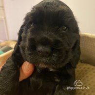 Cocker Spaniel (Working & Show) - Both