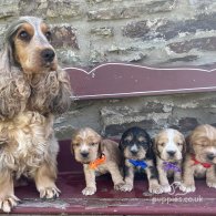 Cocker Spaniel (Working & Show) - Both