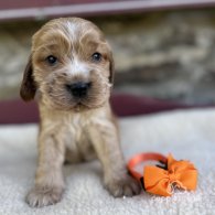 Cocker Spaniel (Working & Show) - Both