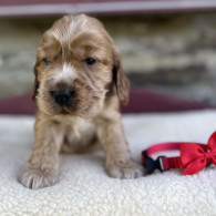 Cocker Spaniel (Working & Show) - Both