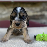 Cocker Spaniel (Working & Show) - Both