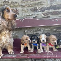 Cocker Spaniel (Working & Show) - Both