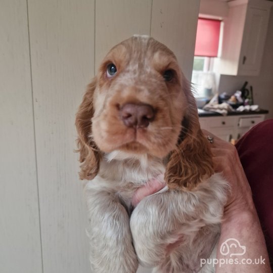 Cocker Spaniel (Working & Show) - Dogs