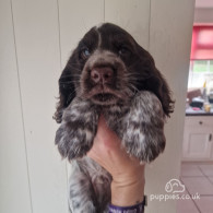 Cocker Spaniel (Working & Show) - Dogs