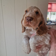 Cocker Spaniel (Working & Show) - Dogs