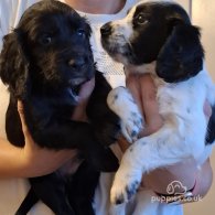 Cocker Spaniel (Working & Show) - Both