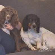 Cocker Spaniel (Working & Show) - Both