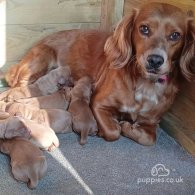 Cocker Spaniel (Working & Show) - Both