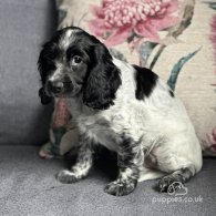 Cocker Spaniel (Working & Show) - Both