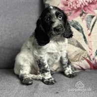 Cocker Spaniel (Working & Show) - Both