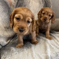 Cocker Spaniel (Working & Show) - Both