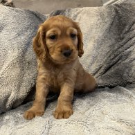 Cocker Spaniel (Working & Show) - Both