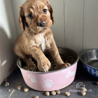 Cocker Spaniel (Working & Show) - Both