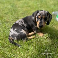 Dachshund (Standard & Miniature) - Both