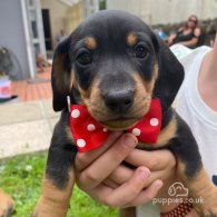 Dachshund (Standard & Miniature) - Both