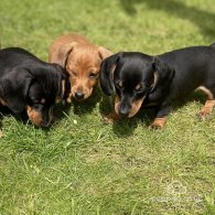 Dachshund (Standard & Miniature) - Both