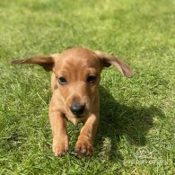 Dachshund (Standard & Miniature) - Both