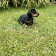 Dachshund (Standard & Miniature) - Both