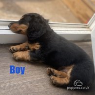 Dachshund (Standard & Miniature) - Both