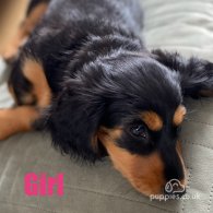 Dachshund (Standard & Miniature) - Both