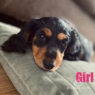 Dachshund (Standard & Miniature) - Both