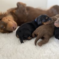 Dachshund (Standard & Miniature) - Both