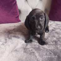 Dachshund (Standard & Miniature) - Both