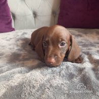 Dachshund (Standard & Miniature) - Both