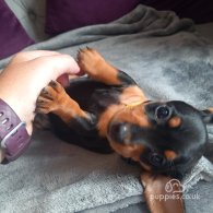 Dachshund (Standard & Miniature) - Both