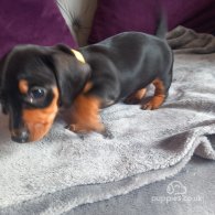 Dachshund (Standard & Miniature) - Both