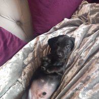 Dachshund (Standard & Miniature) - Both