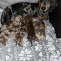 Dachshund (Standard & Miniature) - Both