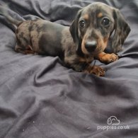 Dachshund (Standard & Miniature) - Bitches