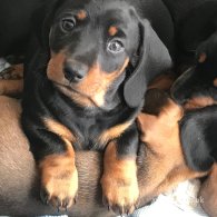 Dachshund (Standard & Miniature) - Dogs