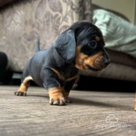 Dachshund (Standard & Miniature) - Dogs