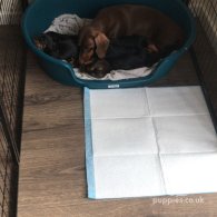 Dachshund (Standard & Miniature) - Dogs