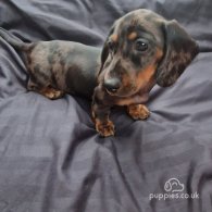 Dachshund (Standard & Miniature) - Both