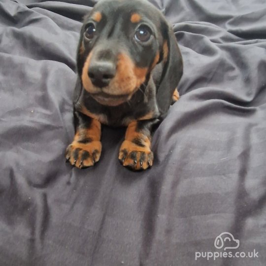 Dachshund (Standard & Miniature) - Both