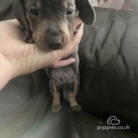 Dachshund (Standard & Miniature) - Both