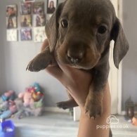 Dachshund (Standard & Miniature) - Both