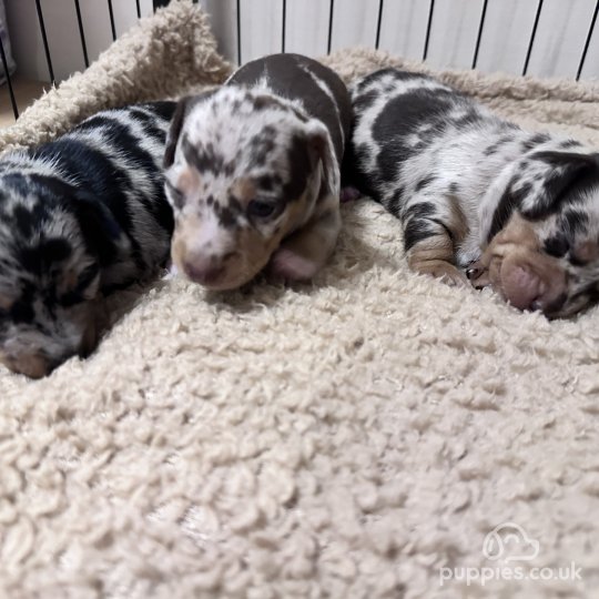 Dachshund (Standard & Miniature) - Both