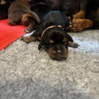 Dachshund (Standard & Miniature) - Both