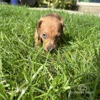 Dachshund (Standard & Miniature) - Both