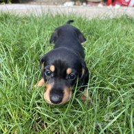 Dachshund (Standard & Miniature) - Both